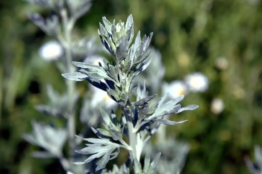 Rim Akhmedov, „Odolen Grass” - amuletă de carte, vindecător de cărți