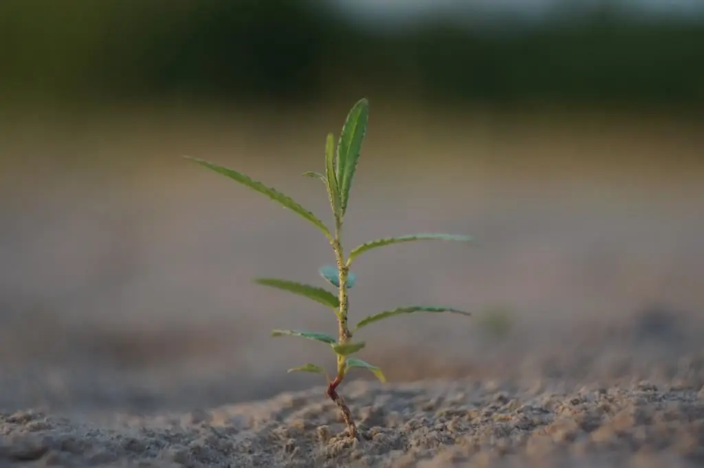 Een grasspriet in het zand