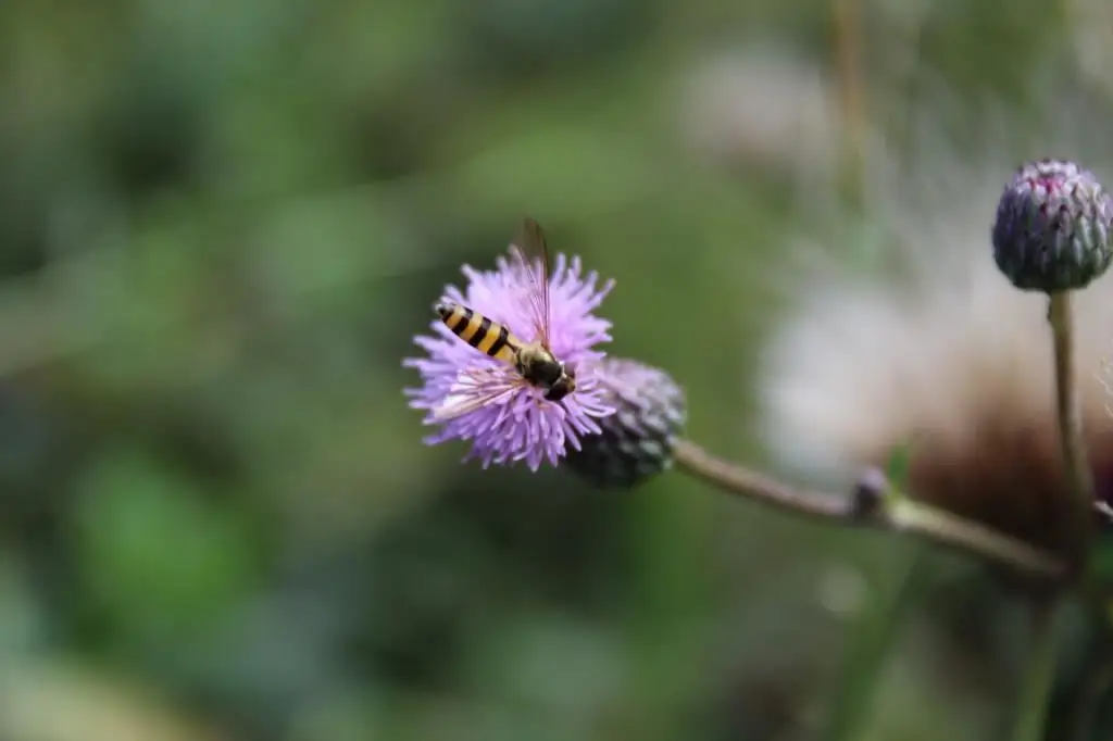 Fotografie macro - este chiar atât de dificil? Cum să fotografiați o floare în macro