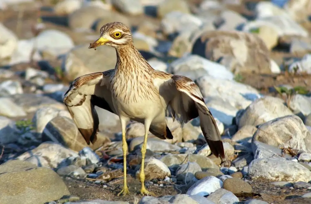 Avdotka bird: φωτογραφία, περιγραφή, τρόπος ζωής και ενδιαφέροντα γεγονότα