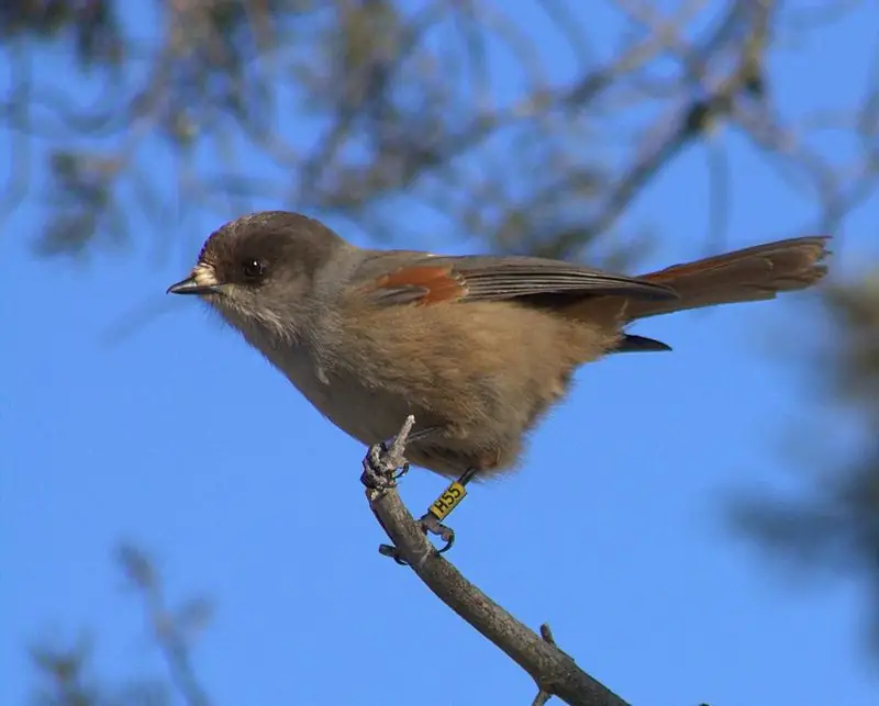 Ronge bird: mô tả, môi trường sống, đặc điểm loài, sinh sản, vòng đời, đặc điểm và tính năng