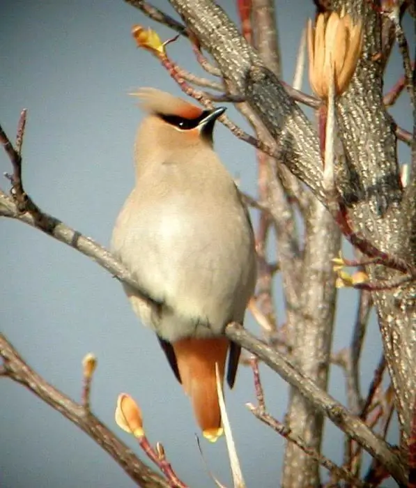 Kuv xav tias waxwing yog ib tug migratory noog los tsis?