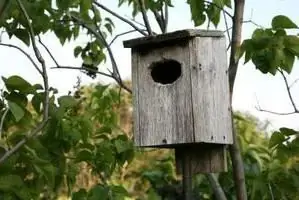 Nekoliko jednostavnih savjeta kako pravilno objesiti kućicu za ptice