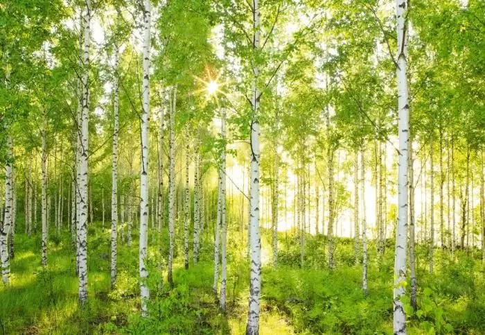 Zakaj potrebujemo kapuco? Ščiti vaše fotografske mojstrovine in vaš objektiv