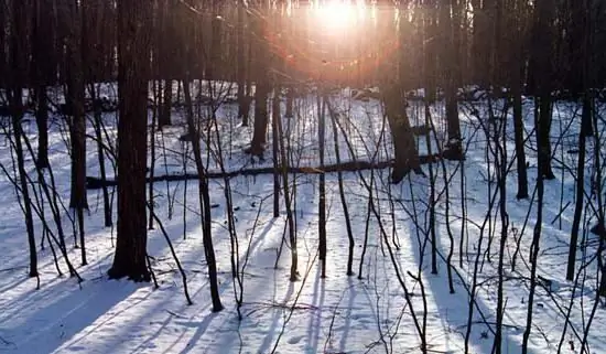 Uma sessão de fotos na floresta no inverno é uma ótima maneira de liberar sua criatividade