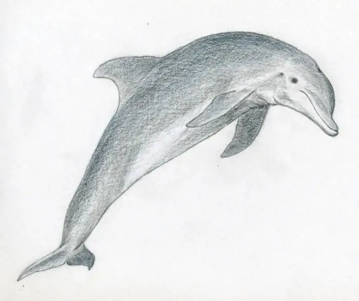 aprendiendo a dibujar un delfin