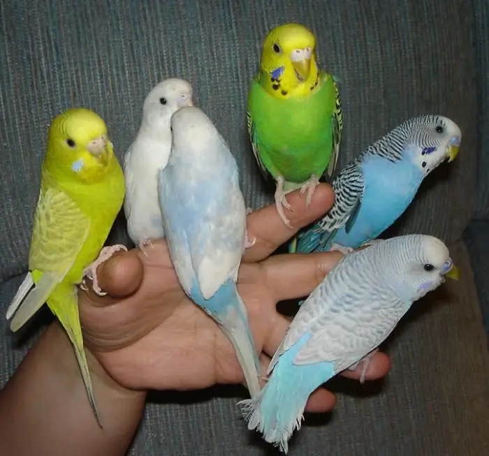 Yuav ua li cas xaiv ib tug budgerigar. Cov Lus Qhia Yooj Yim